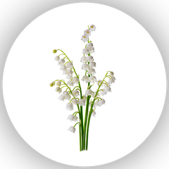 Lily of the Valley