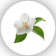 Jasmine