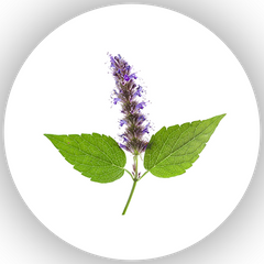 Patchouli