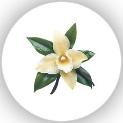 Vanilla