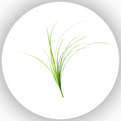 Vetiver